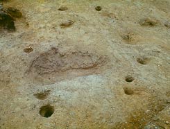Odkryté pozůstatky domu kůlové konstrukce na třetí části hradu - Ausgegrabene Überreste eines Bohlenhauses auf dem dritten Burgteil
