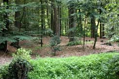  Ibbenb�ren, Haus Grone, Mottenh�gel der 1. Phase von N. Foto: Eismann 2011