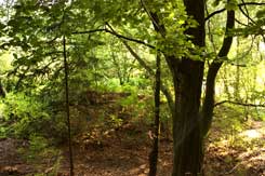 Tecklenburg, Mottenh�gel Heidentempel von N. Foto: Eismann 2011