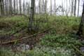  Nottuln, Gro�-Schonebeck, Mottenh�gel von O
