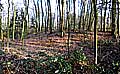 Der mutmaliche Mottenhgel liegt sdlich des Hofes Schulze Darup. Er weist ein ca. 22 x 44 m groes, ungefhr viereckiges Plateau auf und grenzt im Sdosten an einen Bach. Oberflchlich sind keine Reste von Baustrukturen auf ihm sichtbar. Foto: M. Rasch 2018