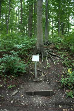  Bad Driburg, Iburg, Der sogenannte Sachsenwall von Nordwesten. Foto: Eismann 2012