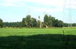 Foto: v. Osten, Kneppe 2012