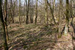 Blick auf die jngere Eintiefung (Flachsrsten?) im  Hintergrund; im Vordergrund rechts der Mottenhgel, am linken Bildrand fllt das Gelnde zum westlichen Grabenbereich ab von SO, Foto: Markus Westphal (2012)