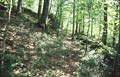 Alte Wegetrasse hinunter zum denbchle (H. Wagner 30.8.2005).