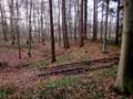 Blick auf den westlichen Flgelwall mit vorgelagertem Graben. Foto Frank Both, 06.03.2016.