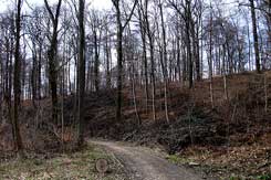 Heutige Situation im Wald 'Querburg', Foto Pischke (2017)