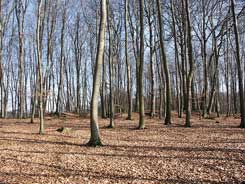 Burgwall in der Fahrenhorst, Eingangssituation (Foto Ruchhft)