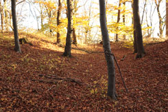 Randbefestigung des Burgplateaus (Foto Eismann 2018)