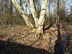 Radepohl. Burgstelle neben dem Herrenhaus von Sdwesten (Foto: Ruchhft). 