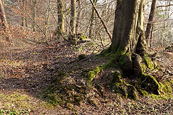 Der Wall (Foto Eismann 2019)