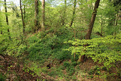 Blick auf den Burgk�ppel (Foto Eismann 2019)