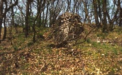 Sttzpfeiler der Burg Zuvr bei Ipolydamsd (Foto: Zsuzsa Mikls, 1983)