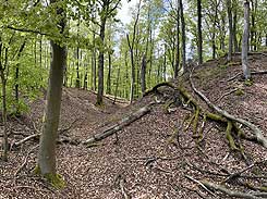 Hollende (Graben), Foto: M. Wagner 2024