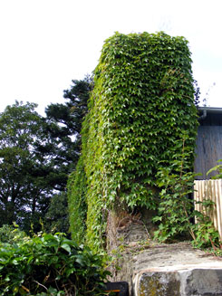 Battenberg Ringmauerreste, Foto: J. Friedhoff 2011