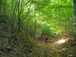 Ebenweiler, Burgstall im Oberholz; Blick durch den Westgraben nach S�den, Burg links; Foto: Christoph Engels (2025).