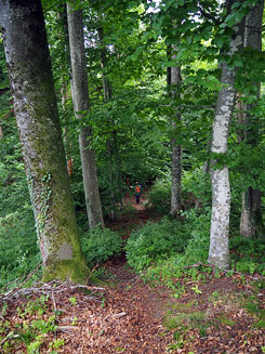 Berg-Hahnenberg,  Zangeburg; Blick von der Burg in den westlichen, gro�en Halsgraben; Foto: Christoph Engels (2025).