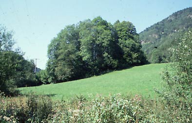 Ansicht der Burgstelle im Gehölz vom Tal aus (H. Wagner 18.8.2005).