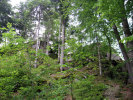 Iburg bei Albbruck. Die Burgfelsen von Osten (Foto Heiko Wagner 2019)